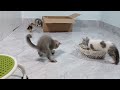 Funniest CATS and DOGS Friendships of 2024 😂 Funny ANIMALS videos #2