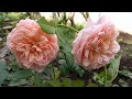 Twins Abraham Darby Roses || Beautiful rose flowers || Happy gardening