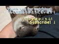 When I was editing a Youtube video, there was an otter next to me [Otter life Day 180]カワウソアティとにゃん先輩