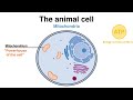 Structure and Function of the ANIMAL CELL explained (Organelles)