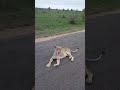 Male Lion looking for Lioness in Kruger National Park South Africa