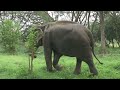 Kham Phaeng's Freedom Celebration: Sneak Peek into Unchained Elephants' 2nd Elephant Rescue Mission!