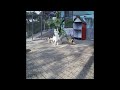 😻😂 Funny Dog And Cat Videos 😂😆 Funniest Animals # 25