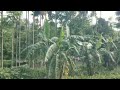 Beautiful Tea Garden in Siliguri (India) || Vlog from Rajdhani Express