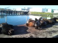 Seals in Crescent City