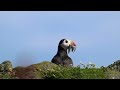 Papageientaucher mit Sandaalen auf Isle of May