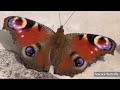 SECRET WORLD OF BUGS 8K ULTRA HD - Insect Names and Nature Sounds