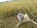 Simple Rice Harvester