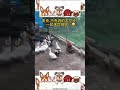 funny animals in TikTok