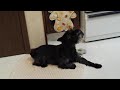Miniature Schnauzer Loves To Sing Along