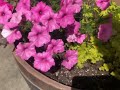 A Flower Garden Tour With Mamma Sylvia! | Outdoor Gardens | Vlog | DITL | Gerold & Becky Miller |