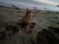 Sea Lion @ San Buenaventura Beach CA.