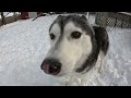 My Siberian Husky Goes CRAZY Playing in DEEP Snow!