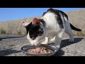 【子猫 捕獲】さくらねこと野良猫にごはんあげたらバクバク食べた 癒され野良猫動画 感動猫動画