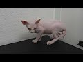 A Hairless Kitten Named After A Rotisserie Chicken Restaurant 😂