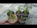 First pruning of jade to make a bonsai || jade bonsai for beginners@Gardeningandmuchmore