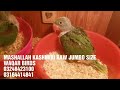 Kashmiri raw chicks for sale