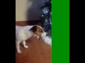 Jack Russell excited over Christmas