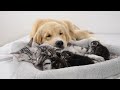 Mother Cat Introduces Newborn Kittens to the Golden Retriever who Raised Her