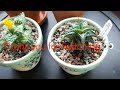 Crystal Star Nursery Cactus and Succulent plant haul #cactus #succulent #planthaul