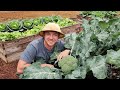 How to Grow Huge Broccoli Crowns 🥦 |3 Easy-To-Follow Tips|