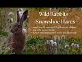 How to Feed Rabbits Without the Feed Store (For Forage or Grain Diets)