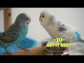 How to Gain Trust & Bond With Your Bird Compilation
