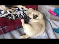 Pug pups waking up