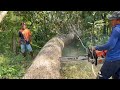 Very Fast... Cut down 3 trembesi trees with Strongest chainsaw‼️