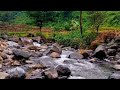River flowing over rocks in the morning | Relaxing water sounds for sleep and meditation
