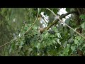 Wren looking for a pair (with call) - Zaunkönig auf Paarsuche (mit Ruf)