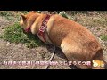 Shibe took a nap while refusing to return home from the walk, so he was forcibly taken home.