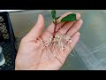Cuttings of hydrangeas in summer in perlite. The volume of the roots was pleasantly surprised.