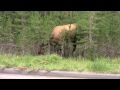 Animals of Yellowstone