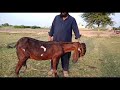 #Sir Collection of beautiful and heavyweight bull and Amazing and rare Goat and Sheep