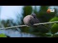 Bird Watching in Sri Lanka | Spotted Dove