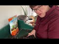 Dividing and Repotting Aloe Vera - 🌿🪴👩🏻‍🌾