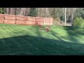 There’s deers in my nanas yard