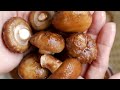 kỹ thuật trồng nấm shiitake