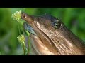 The Wild Soul of the Everglades National Park | Free Documentary Nature