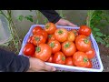 [Home Gardening] Save a lot of money buying tomatoes, if you grow tomatoes using this method