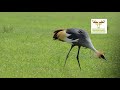 Wildanimals of Africa and beautiful Nature birdvideos #Africa#wildlifeVideos.