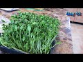 How to Grow Sunflower Sprouts and Microgreens