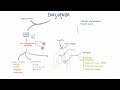 Influenza Infection - Clinical Symptoms and Presentation