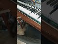 Yamaha keyboard repair