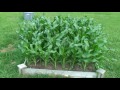 Corn and garden update! Growing 65 corn plants in a 4 by 4 raised bed!