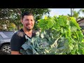 7 Tips to Grow Great Cabbage, Cauliflower, Broccoli, and More!