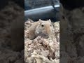A video I took of my gerbil chewing some cardboard during a car ride 💛