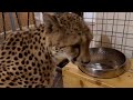 Cheetah Gerda was urgently checked by the doctors! The cat after anesthesia and the next day...