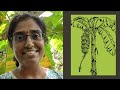 Teaching Science through Stories; a folktale from India.